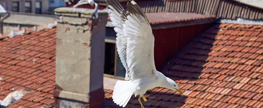 Residential Chimney Animal Removal Solution in Avocado Heights, CA
