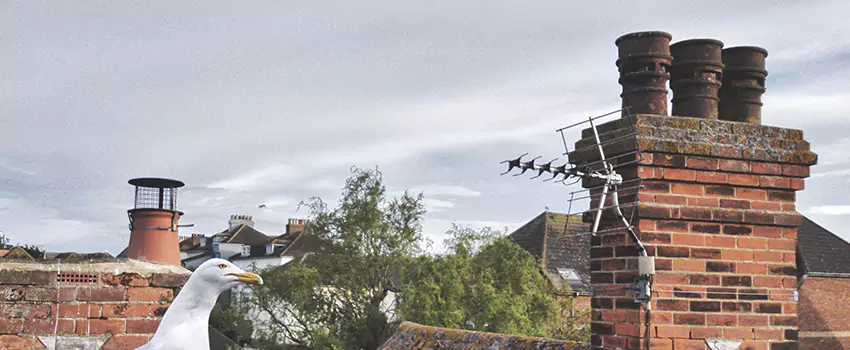 Chimney Cleaning And Restoration in Avocado Heights, California